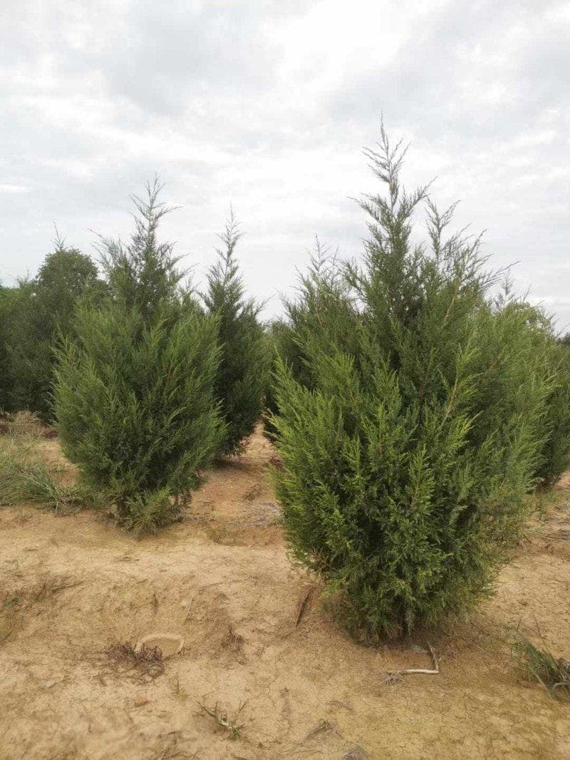 塔柏与圆柏：中国传统墓地绿化植物的选择