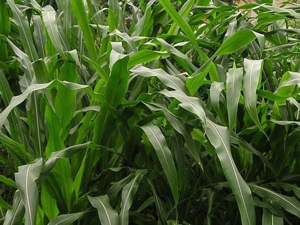 梅花鹿吃什么草料最好