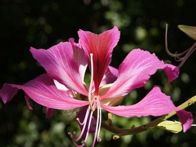 盆栽紫荆花怎么养？紫荆花的养殖方法详解
