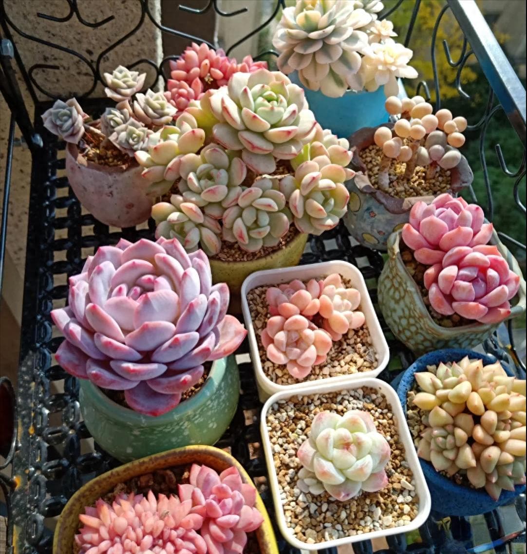多肉植物的四个"怕"，你了解多少？