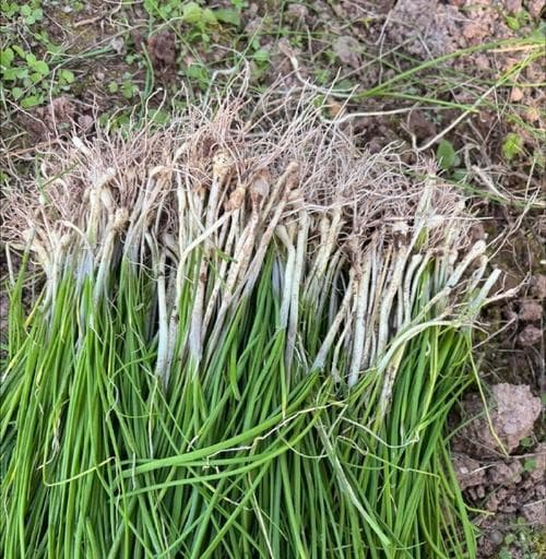 韭菜的生长特点与栽培技巧（多年生植物的繁殖、育种和应用）