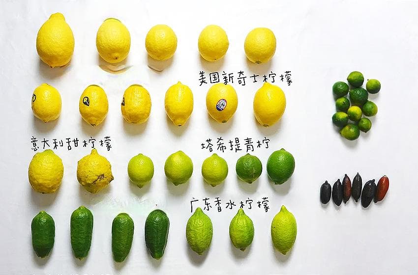 9个品种的柠檬多维度大测评