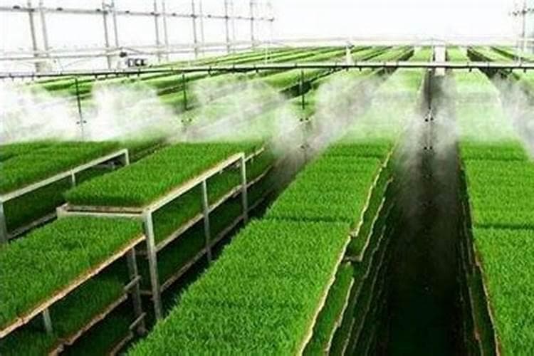 水稻浸种催芽技术详解：原理、方法与关键要点