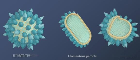 Science | 饶子和/胡忠玉/王权团队揭开乙肝病毒表面抗原的神秘面纱