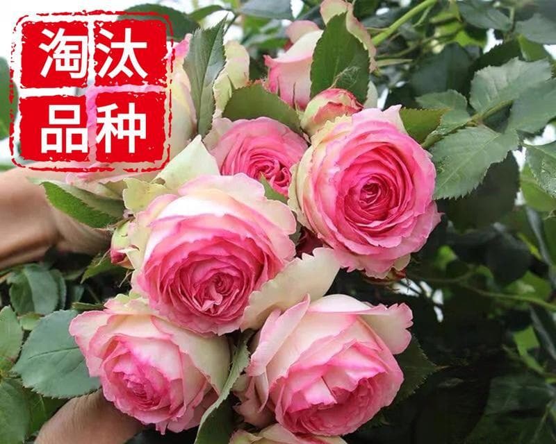 月季春化处理指南：原理、要素与管理技巧详解