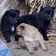 中华田园犬：中国农村的忠诚守护者