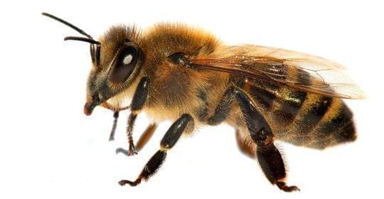蜂巢：功效、营养价值、禁忌、正确食用方式