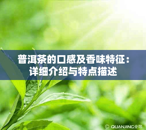 普洱茶的口感及香味特征：详细介绍与特点描述