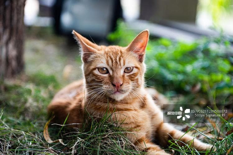 为什么小猫很讲卫生？