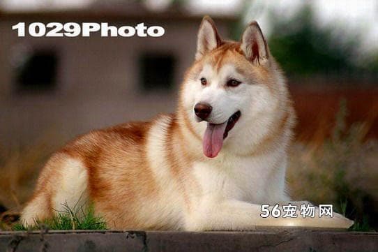 西伯利亚雪橇犬哈士奇：古老犬种的全面解析