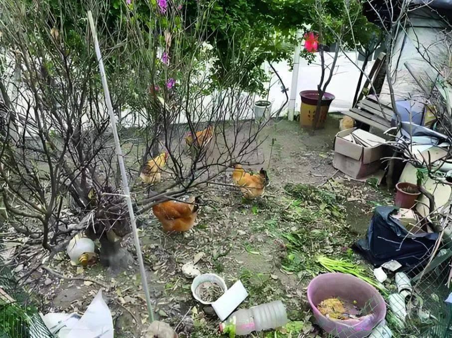 业主在小区养鸡，物业该怎么办？