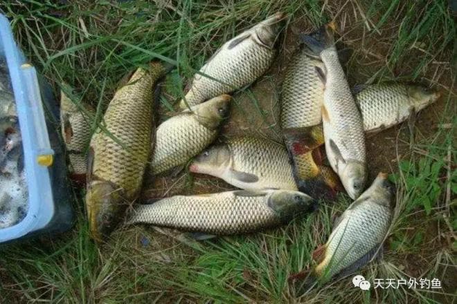 水库野钓鲤鱼，这4种钓位是首选，一半大鲤鱼都在这里
