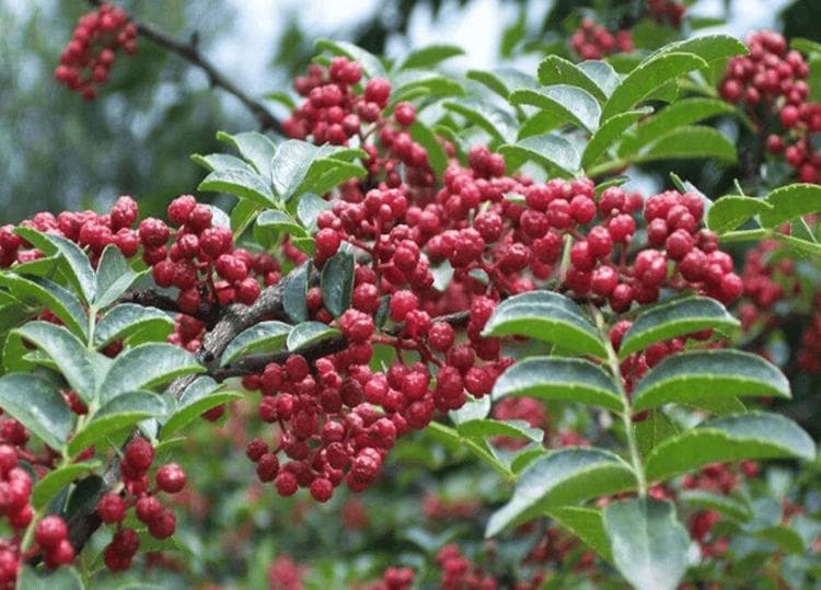 全国哪的花椒最好吃？经过评比，这4个地方比较出名，有你家乡吗