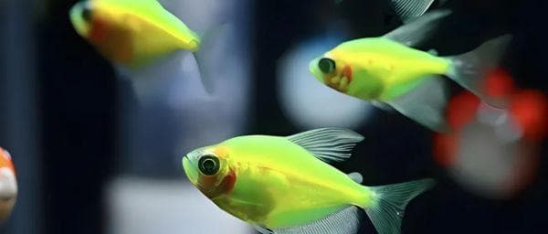 想养热带鱼？那它的水质要求以及换水方法你一定要懂