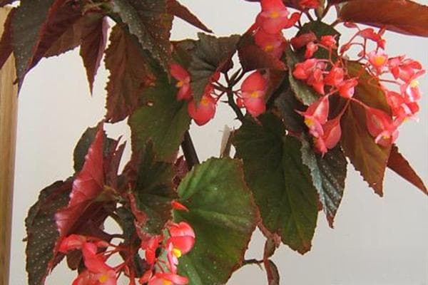 竹节海棠花的养殖方法和注意事项