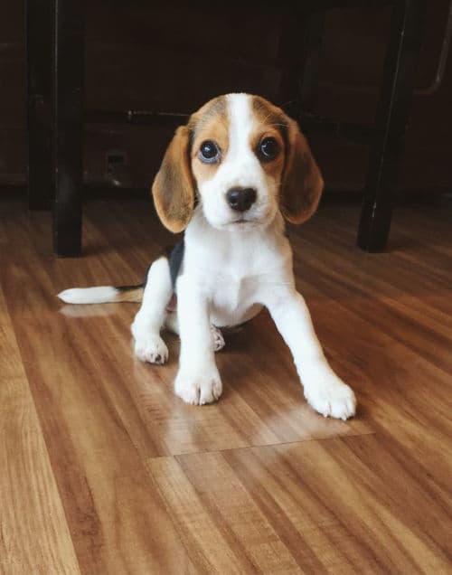 比格犬饲养：注意饮食、运动与卫生