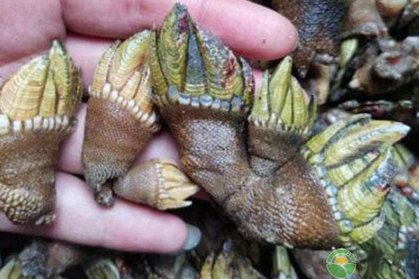 海鲜的种类及图片大全