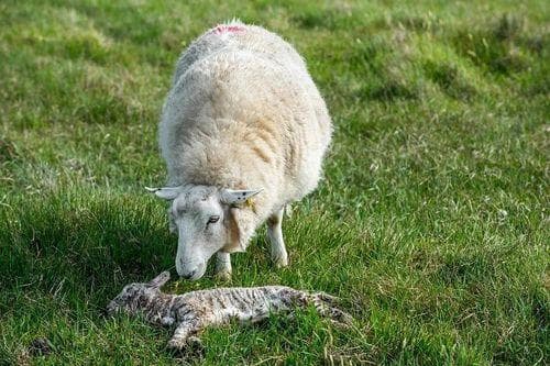 动物有多少种面对死亡的方式？“进化死亡学”逐渐兴起…