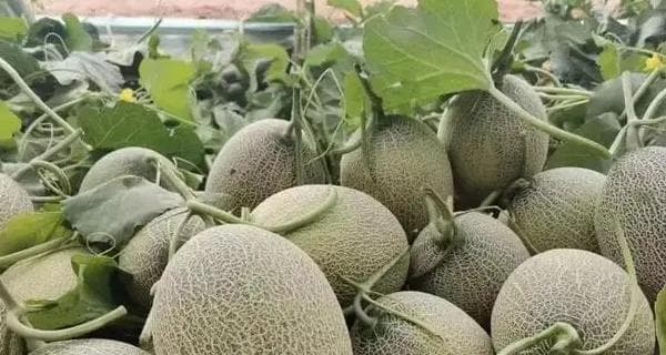 哈密瓜种植全指南（掌握哈密瓜种植技巧，轻松收获丰收）