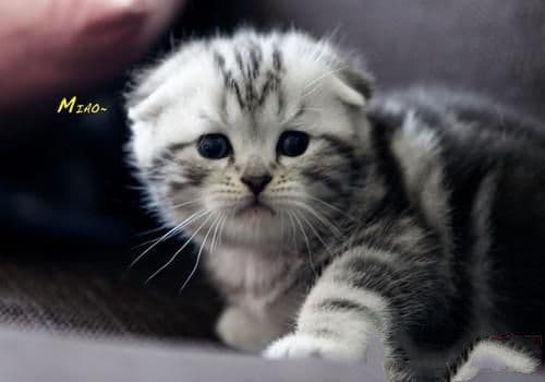 揭秘猫咪为何不像狗狗一样吐舌头散热