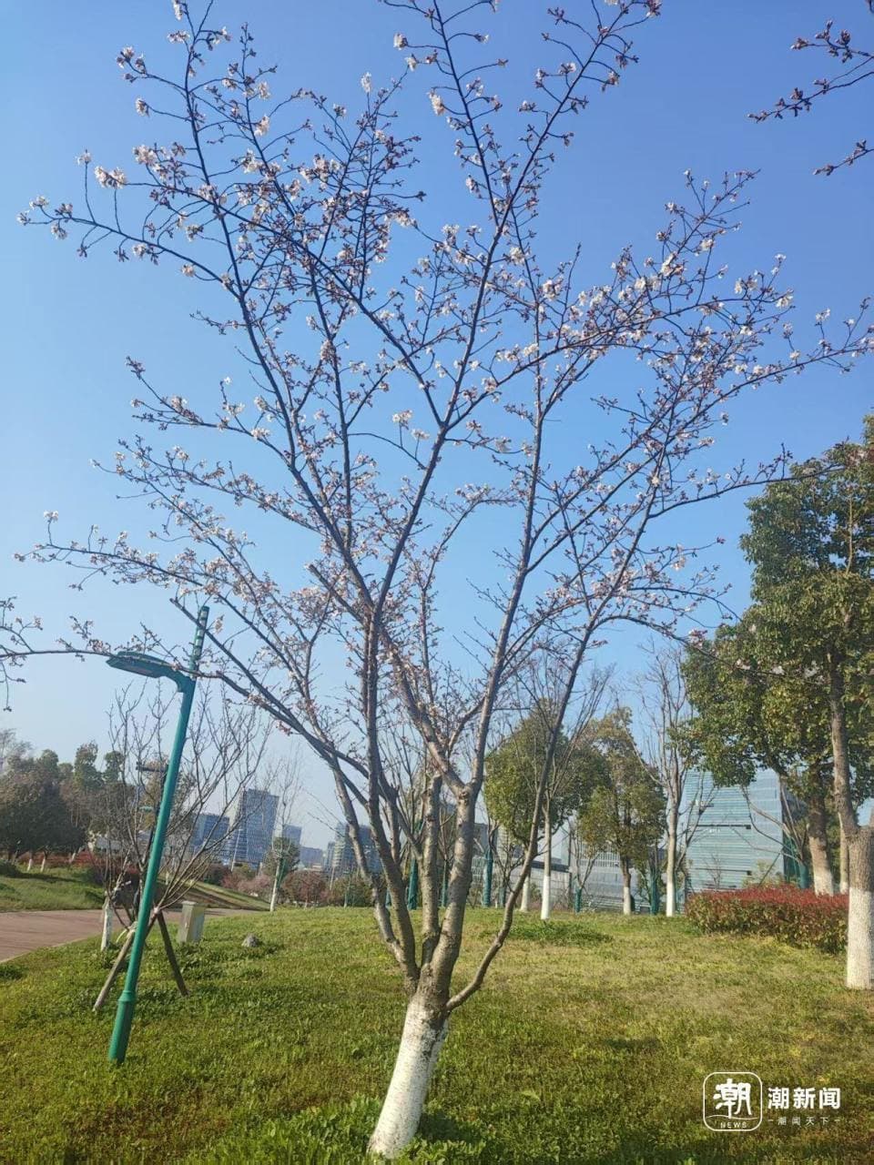 杭州滨江樱花大道的3000余株樱花树何时盛放？最佳观赏期在……