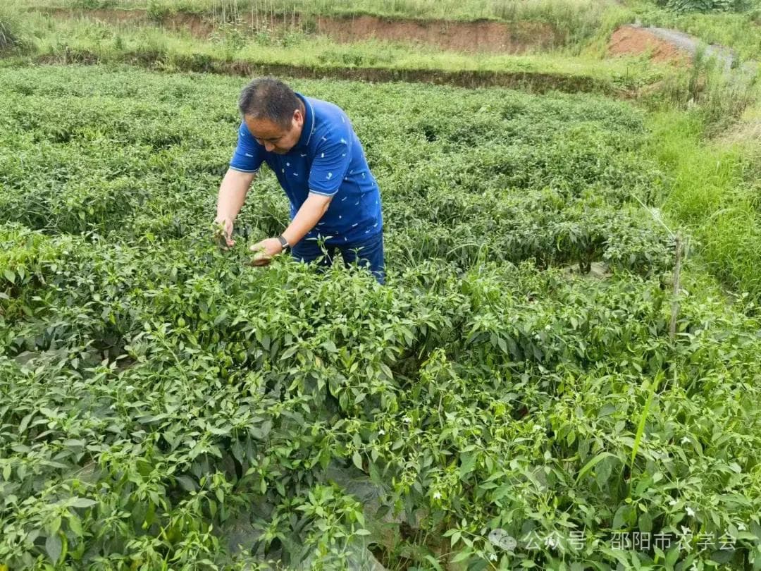 辣椒减灾管理指导意见
