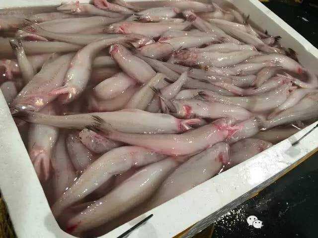 夏季吃鱼正当时：八种美味鱼鲜推荐