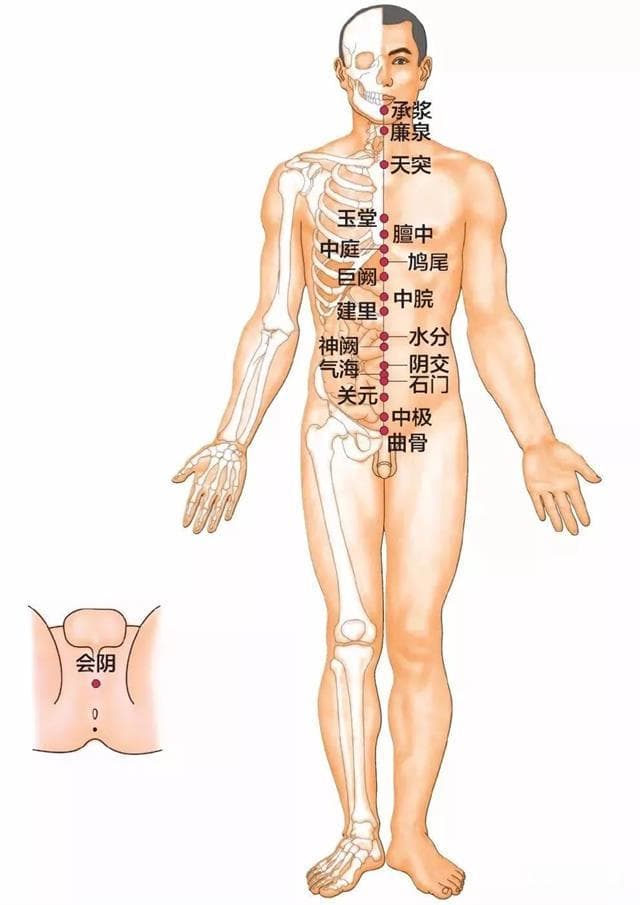 一文弄懂任脉24个穴位位置图