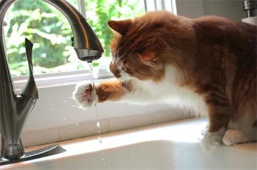 猫咪能喝自来水吗？