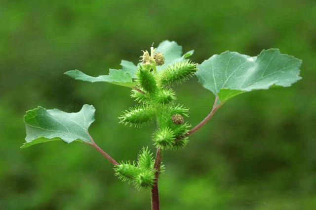 农村常见宝藏植物-苍耳的营养价值和食用方法