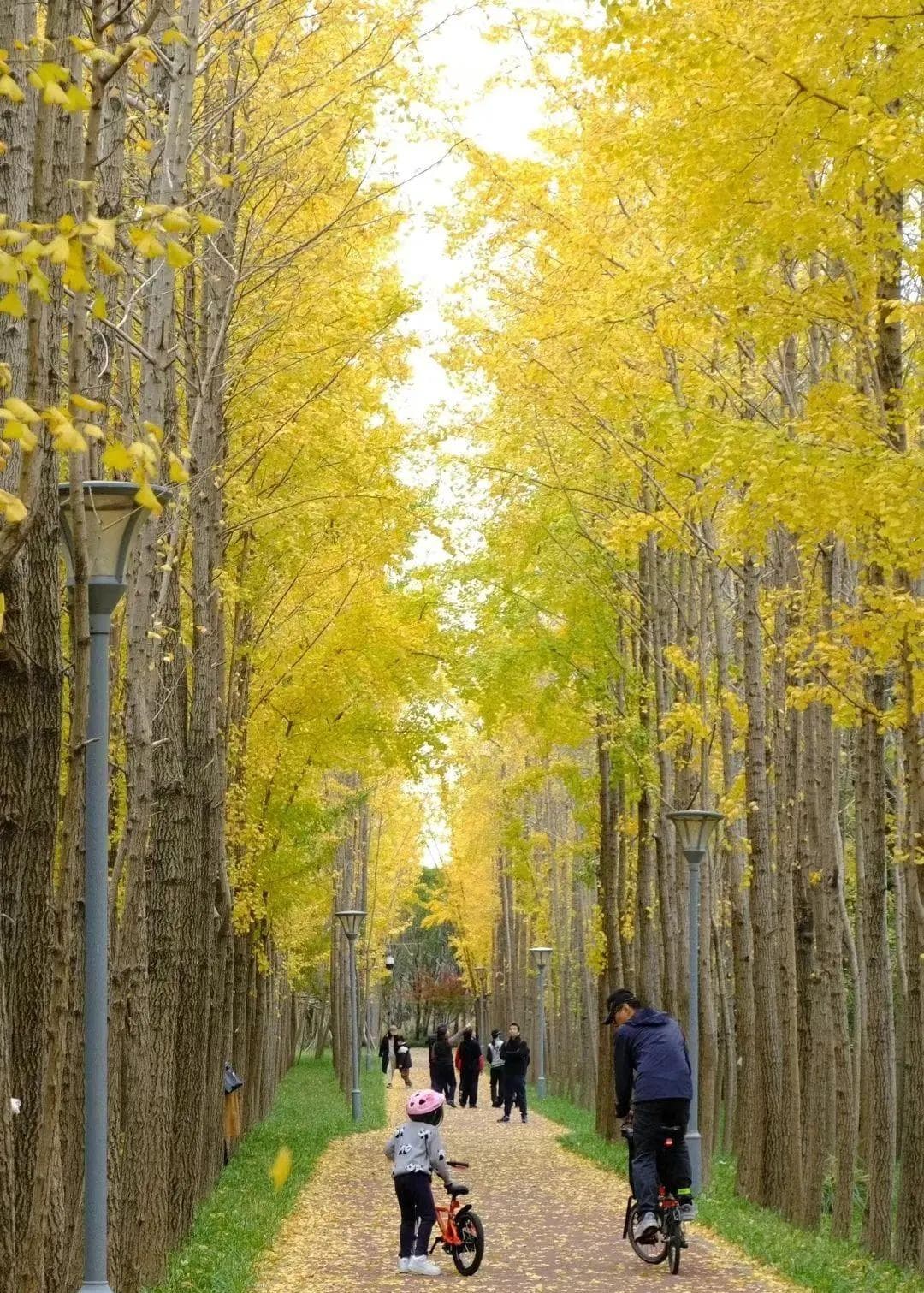 穿越“秋天童话”！这几条Cityride线路，带你寻觅秋日好风景