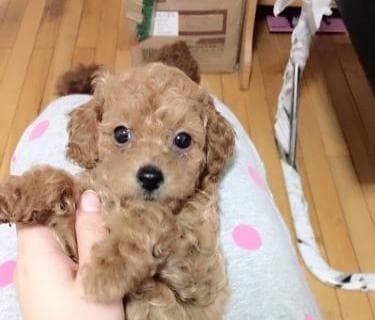 泰迪犬饮食指南：从肉类到蔬菜，全面解析适合泰迪犬的食物