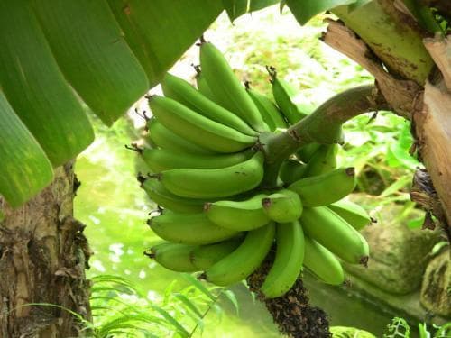 香蕉的黑斑与小斑点：熟透的标志还是病害？