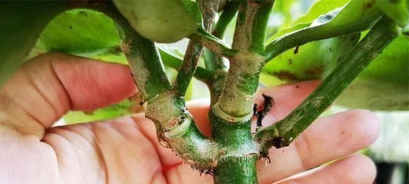 气生根植物——生命力的展现（探究气生根植物的生态适应性和生物学意义）