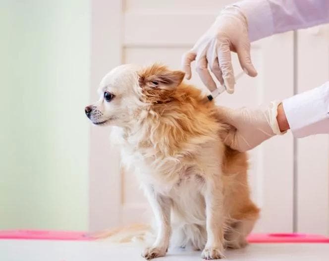 什么是动物免疫接种？全面了解动物免疫接种的所有知识
