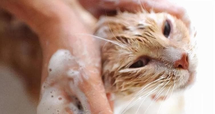 被小猫咪咬了怎么办？处理与预防全攻略