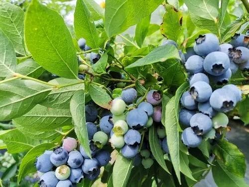 蓝莓高产修剪管理要点