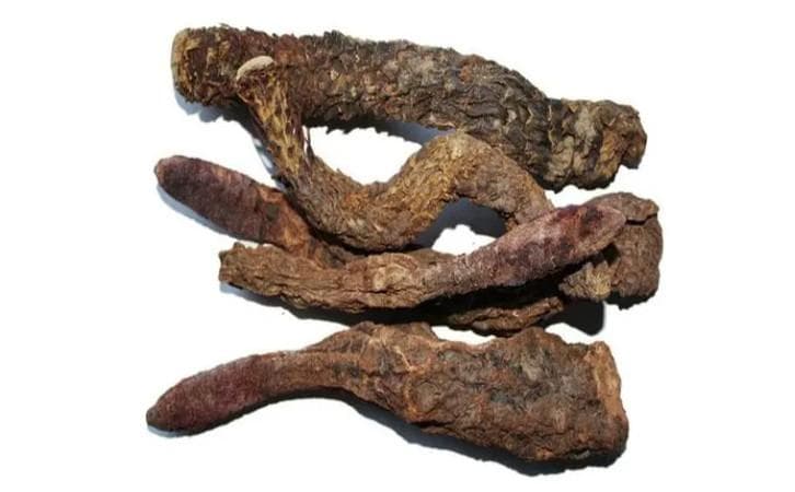 新疆肉苁蓉与内蒙肉苁蓉的区别