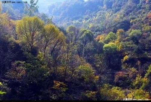 园林植物在雾霾防治中的重要作用