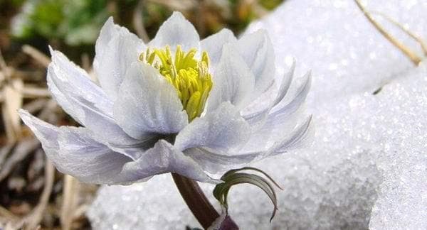 探究天山雪莲的生长环境条件及特点