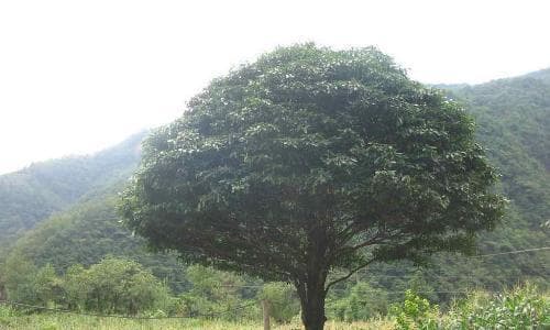 金丝楠木的种植与护理（在院子里种植金丝楠木，让家园更具魅力）