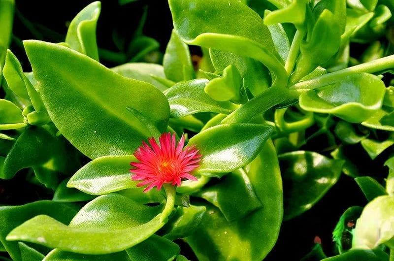 【细数天然产物各大门派】 之植物科属篇