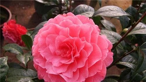 走进山茶花开的季节（探秘山茶花的花期特点）