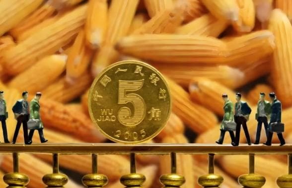 玉米期货主力合约是哪几个月？热点月份揭秘