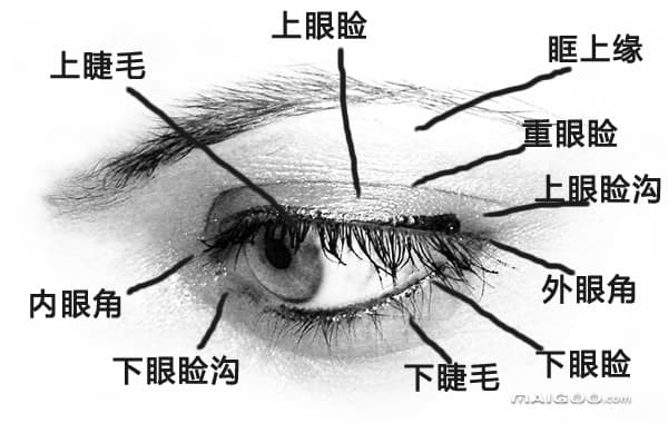 眼睛结构示意图：从外观到内部构造的全面解析