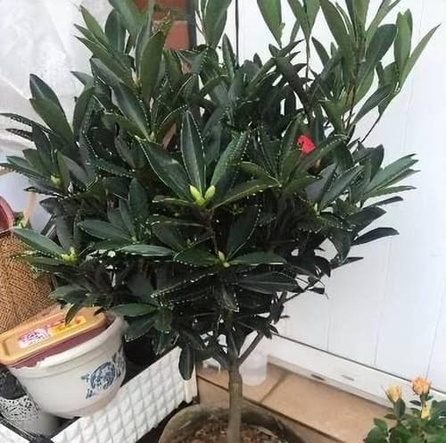 茶花喜阴还是喜阳？——揭秘茶花的光照需求（茶花的生长环境与光照关系密不可分）