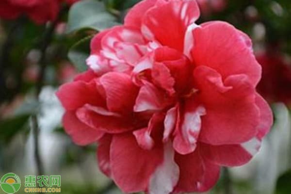 重庆的市花是什么花？