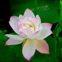 牛顿的万有引力定律公式 推导过程是什么