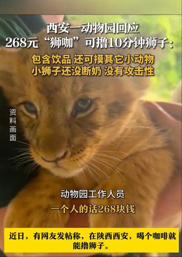 快评丨花268元可撸狮子，人和野生动物之间应该有条文明边界