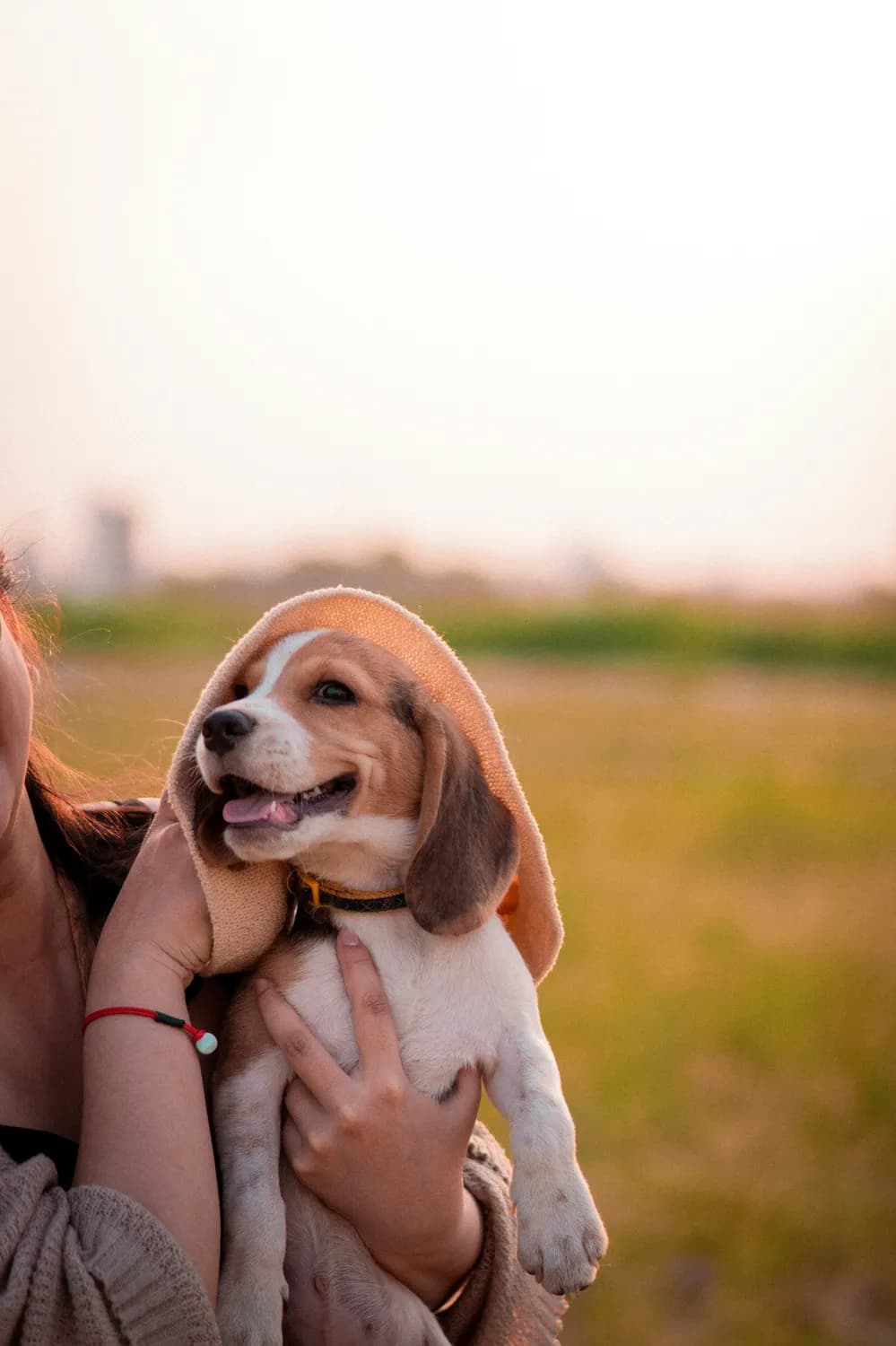 比格犬饲养指南：新手必看！